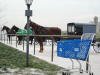 Amish horse carts and shopping cart