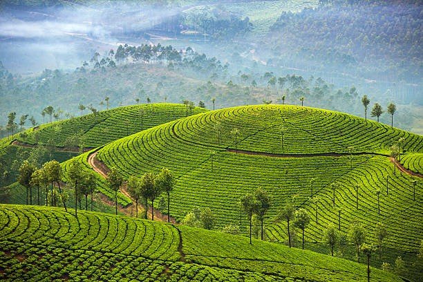Darjeeling tea plantation