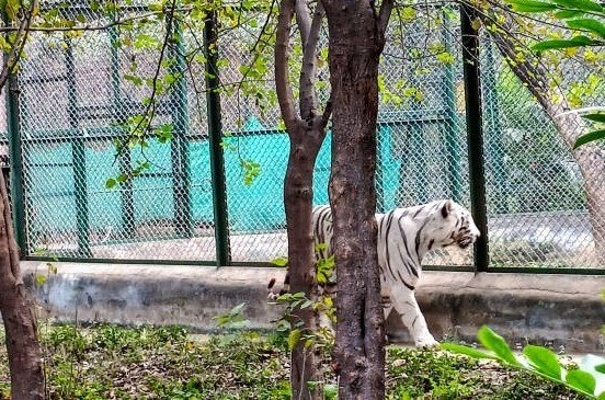 Nawab Wajid Ali Shah Zoo