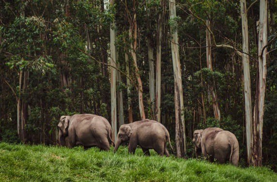 Periyar Wildlife Sanctuary
