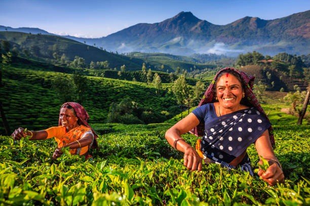 tea harvest in Kerala